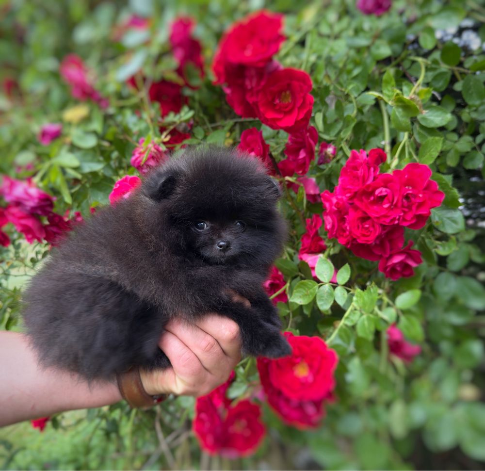 Szpic miniaturowy Pomeranian Gotowy do odbioru  Miś ZKWP FCI mini xxs