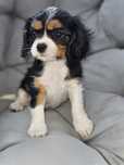 Spaniel Cavalier Tricolor suczka