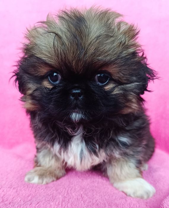 Pekińczyk szczeniak