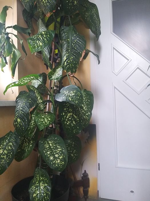 Dieffenbachia duży kwiatek 2.30cm