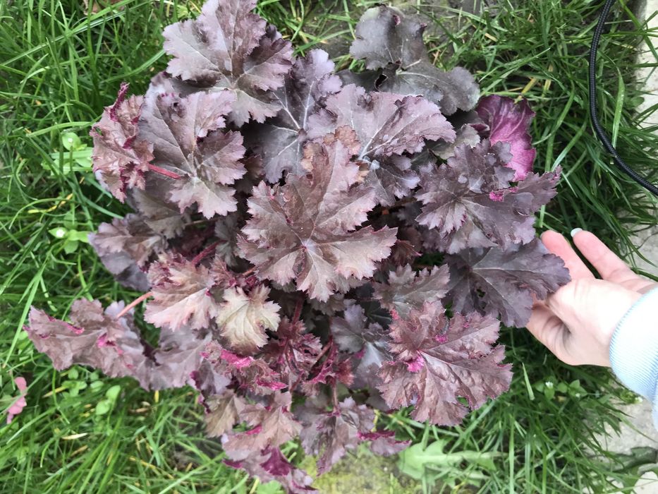 Гейхери сортові в наявності