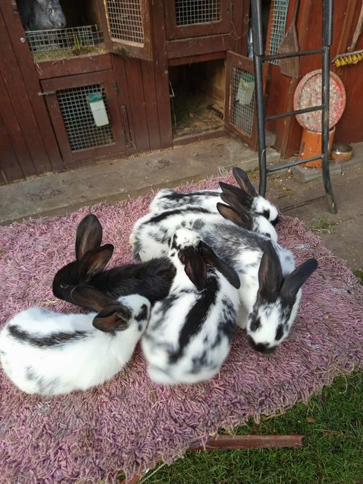 Króliki Srokacze Belgijskie i inne rasy