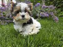 York Yorkshire Terrier Biewer śliczny szczeniak