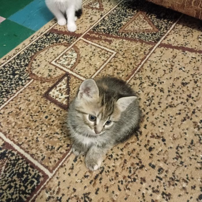 Кошенято безкоштовно