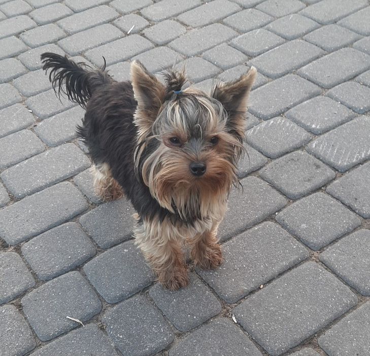 ZAGINIONY!!! Piesek rasy york