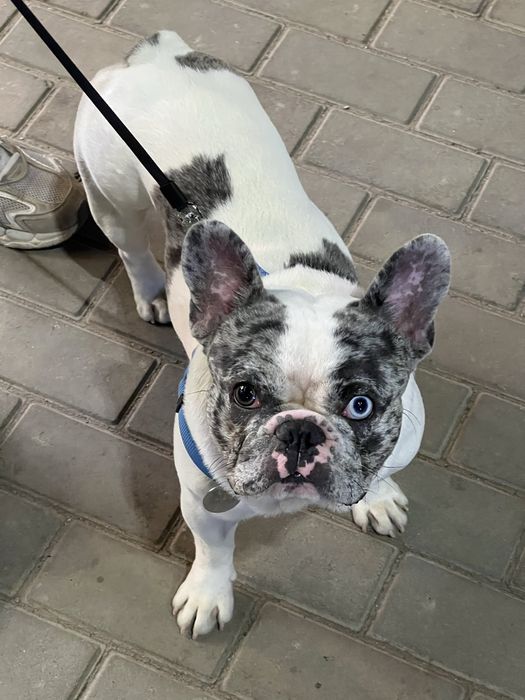 французский бульдог вязка