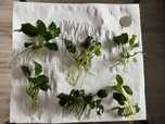 Anubias 6 szt niska cena