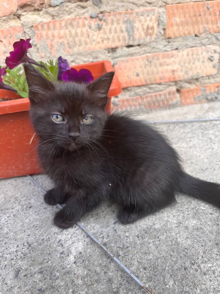 Кошеннята шукають дім