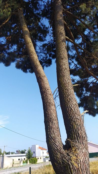 Ofereço madeira de pinho 4 toneladas a madeireiro