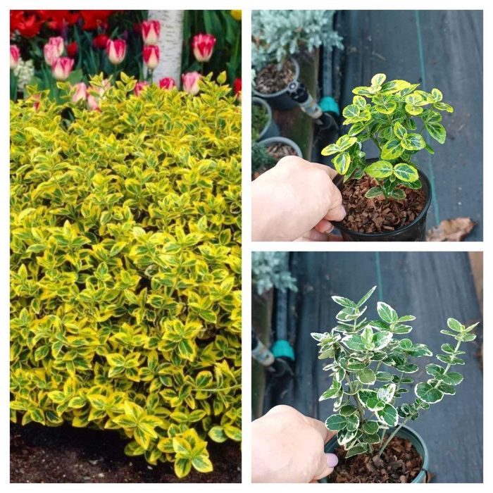 Бобовник (Золотий дощ) - Бересклет - Гліцинія Р9