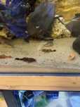 Ancistrus Red Brown