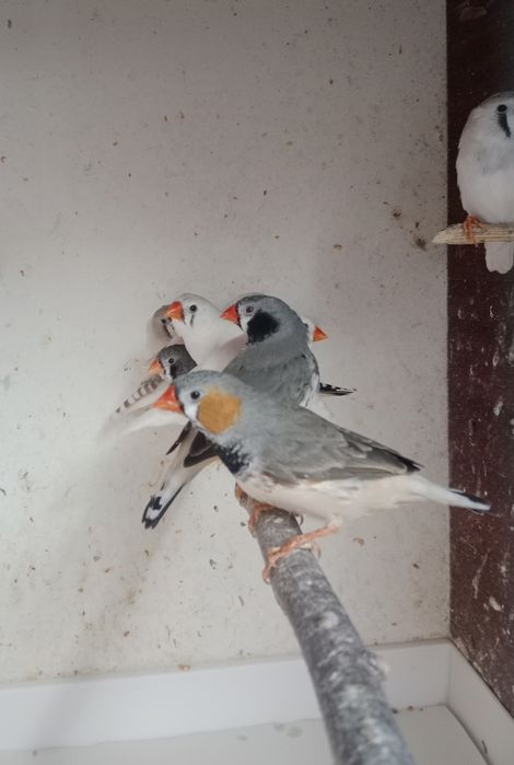 Zeberki 2025r z woliery zewnętrznej