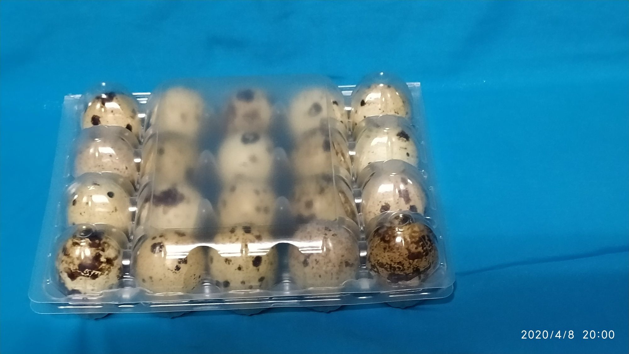 Упаковка для перепелиних яєць