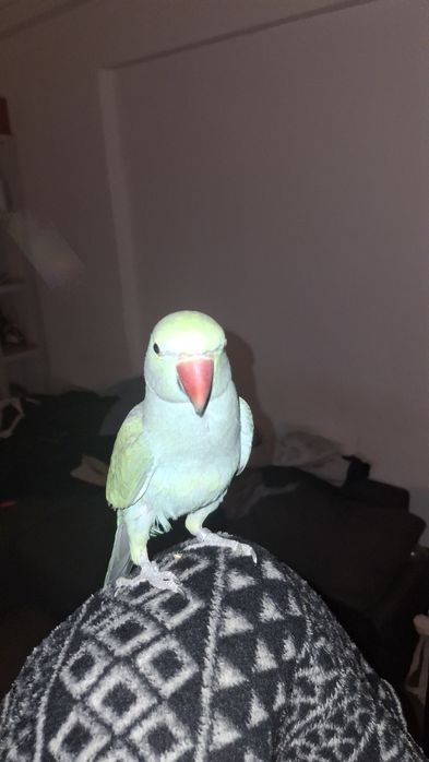 Ring Neck Domésticado Meigo