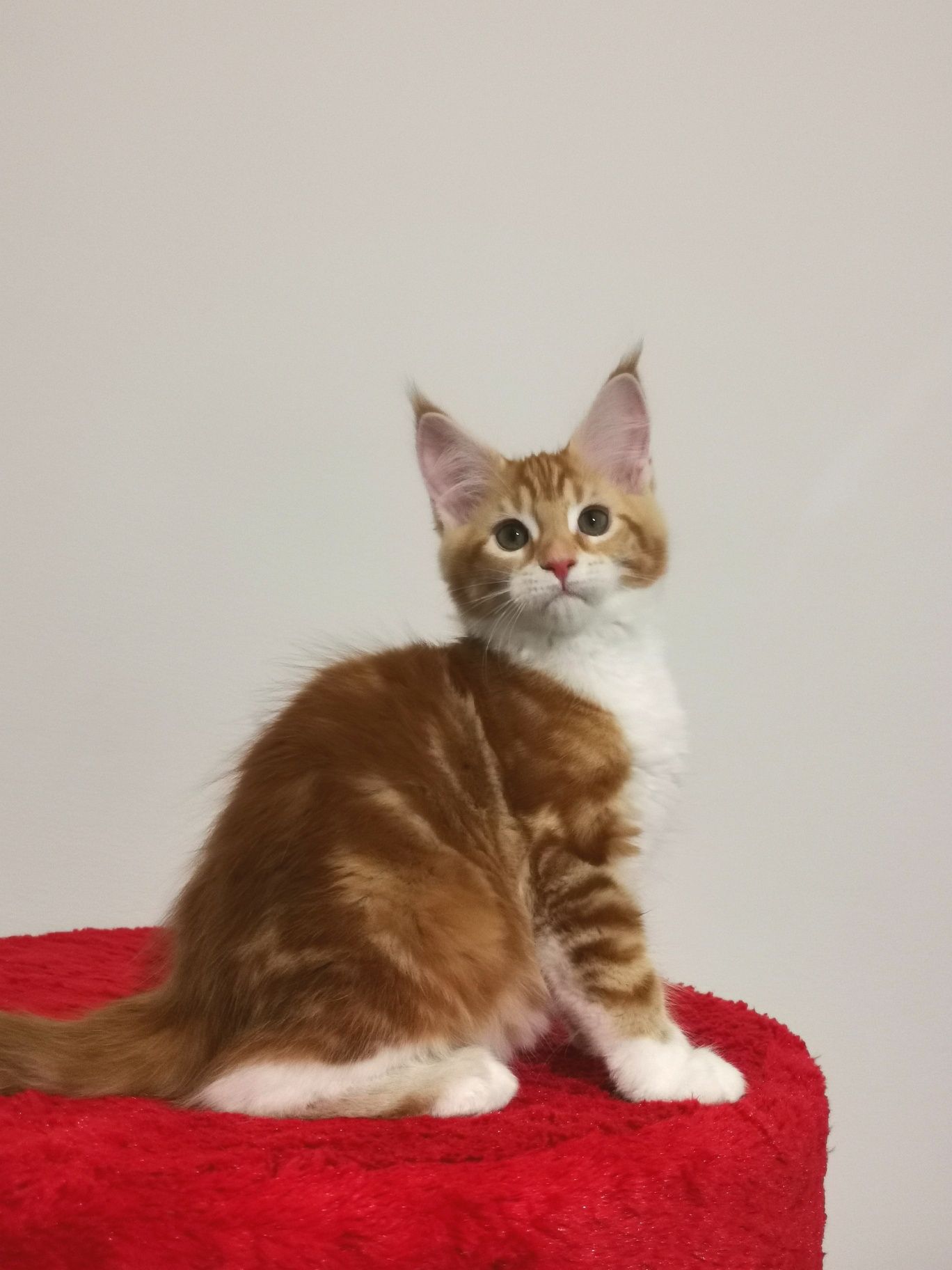 Catholini Maine Coon RUTKA ruda kotka