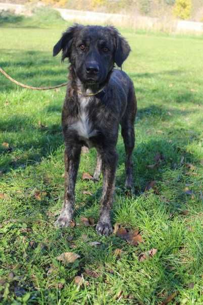 097107 Frotka do adopcji