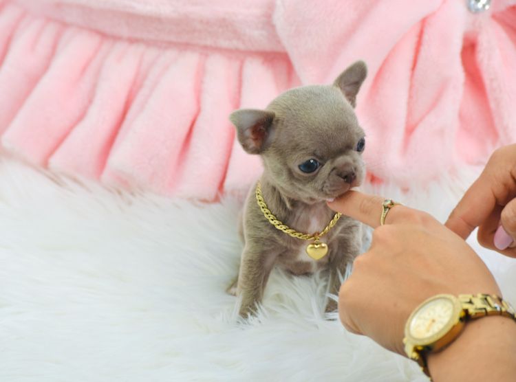 Cudne Mini XXS Liliowe Chihuahua Wyjątkowa Uroda Odbiór na Święta