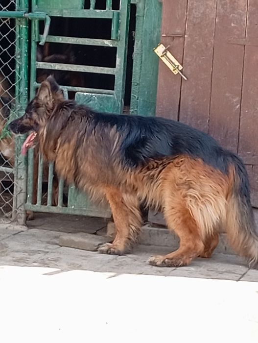 Щенки длинношерстной овчарки.