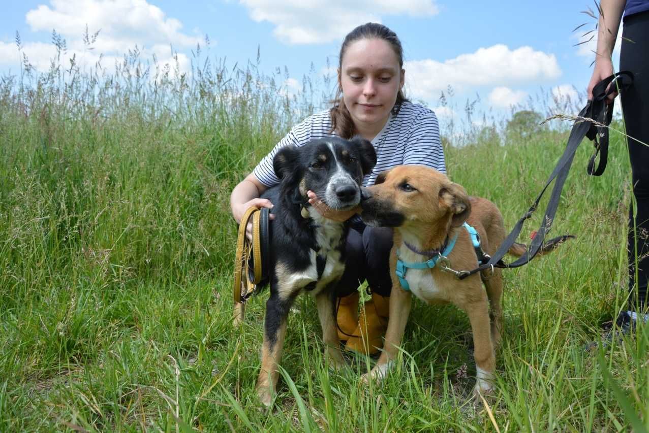 Pascal - radosny podrostek, musi się dużo nauczyć - do adopcji