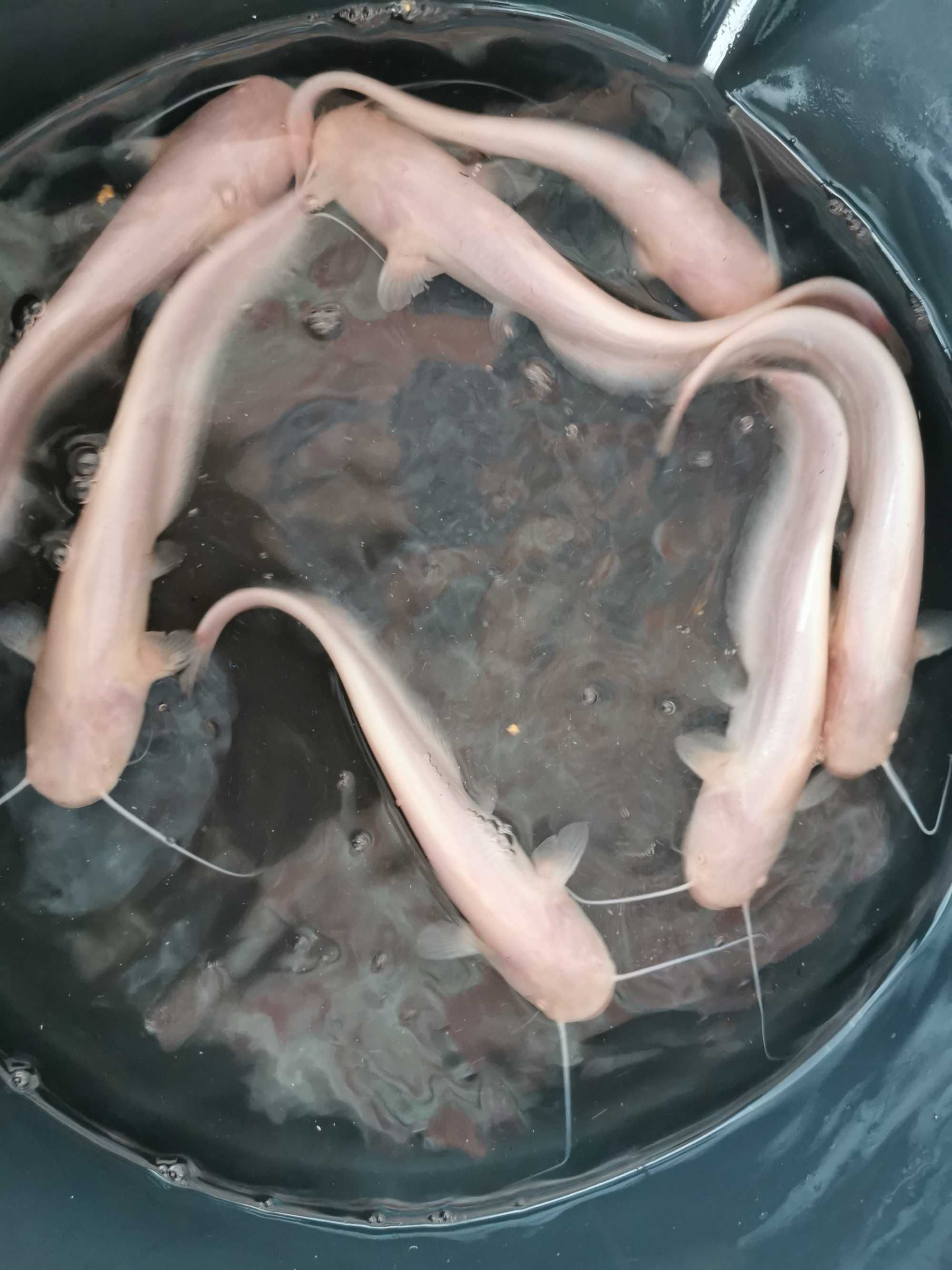 Sum europejski albinos