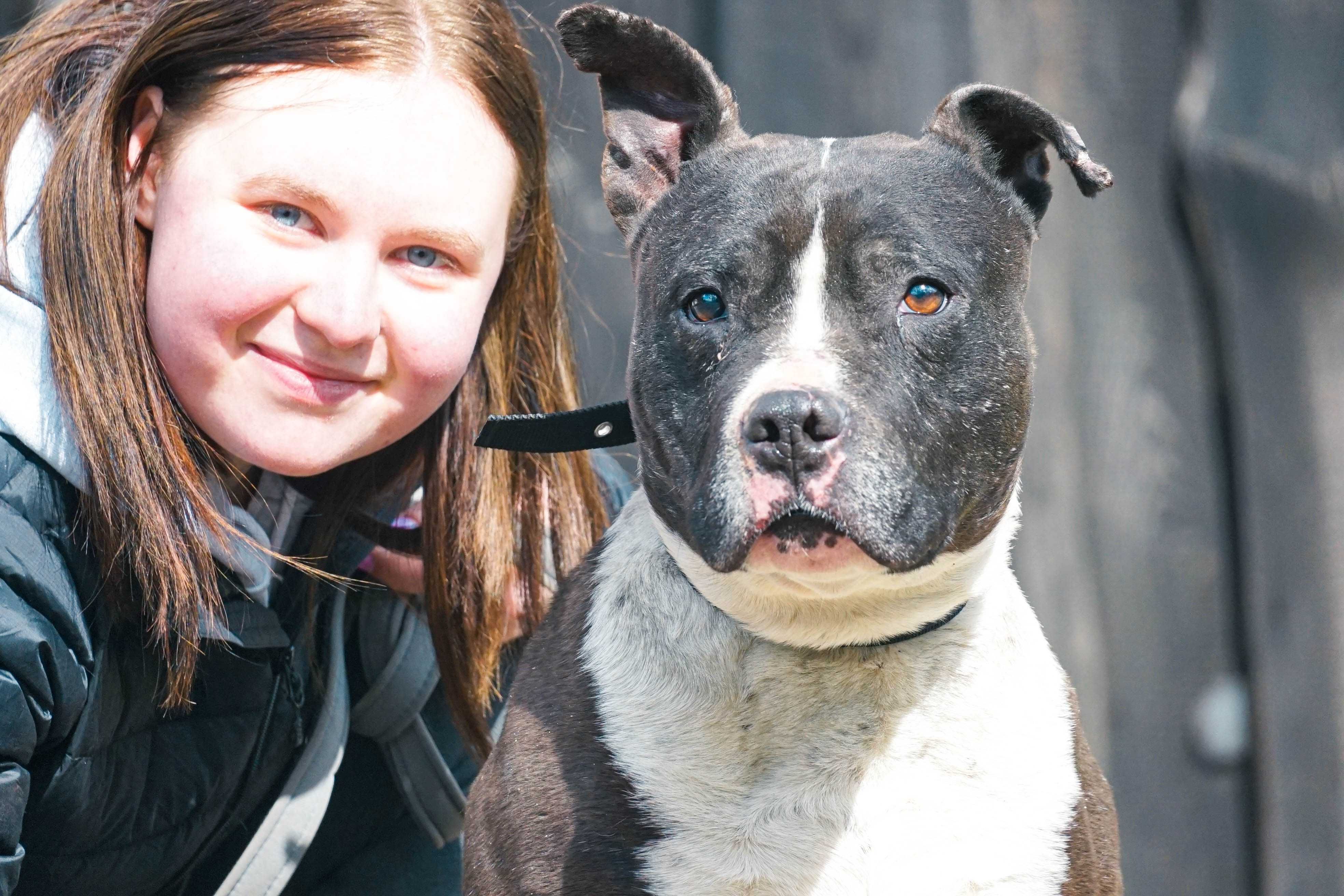 KAKTUS - pies w typie amstaff szuka domu