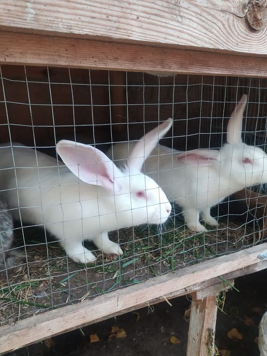 Продам кроликів 3.5 місяців і крольчиха доросла