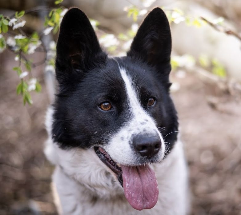 Mix siberian husky i border collie. Inteligentny, piękny i niezależny.