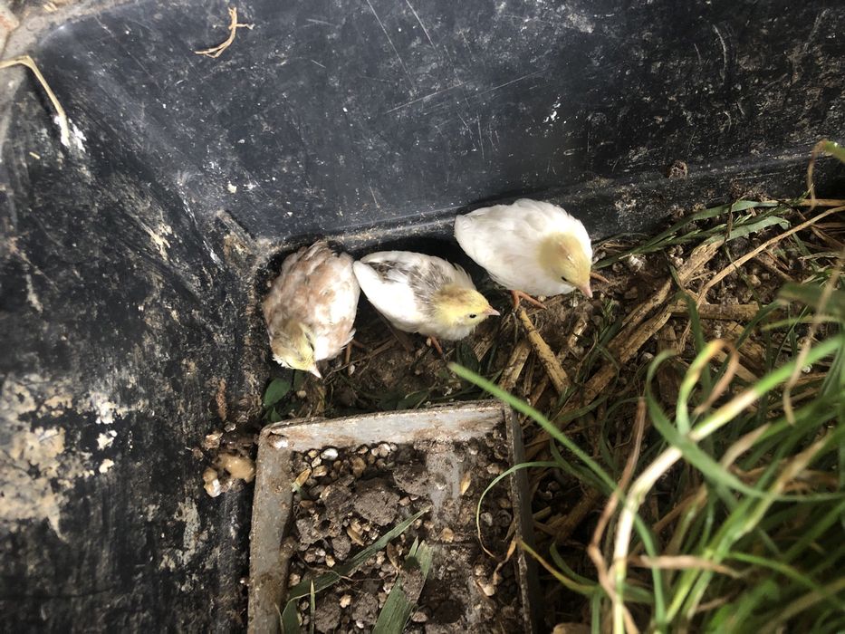 Przepiorki chińskie mlode