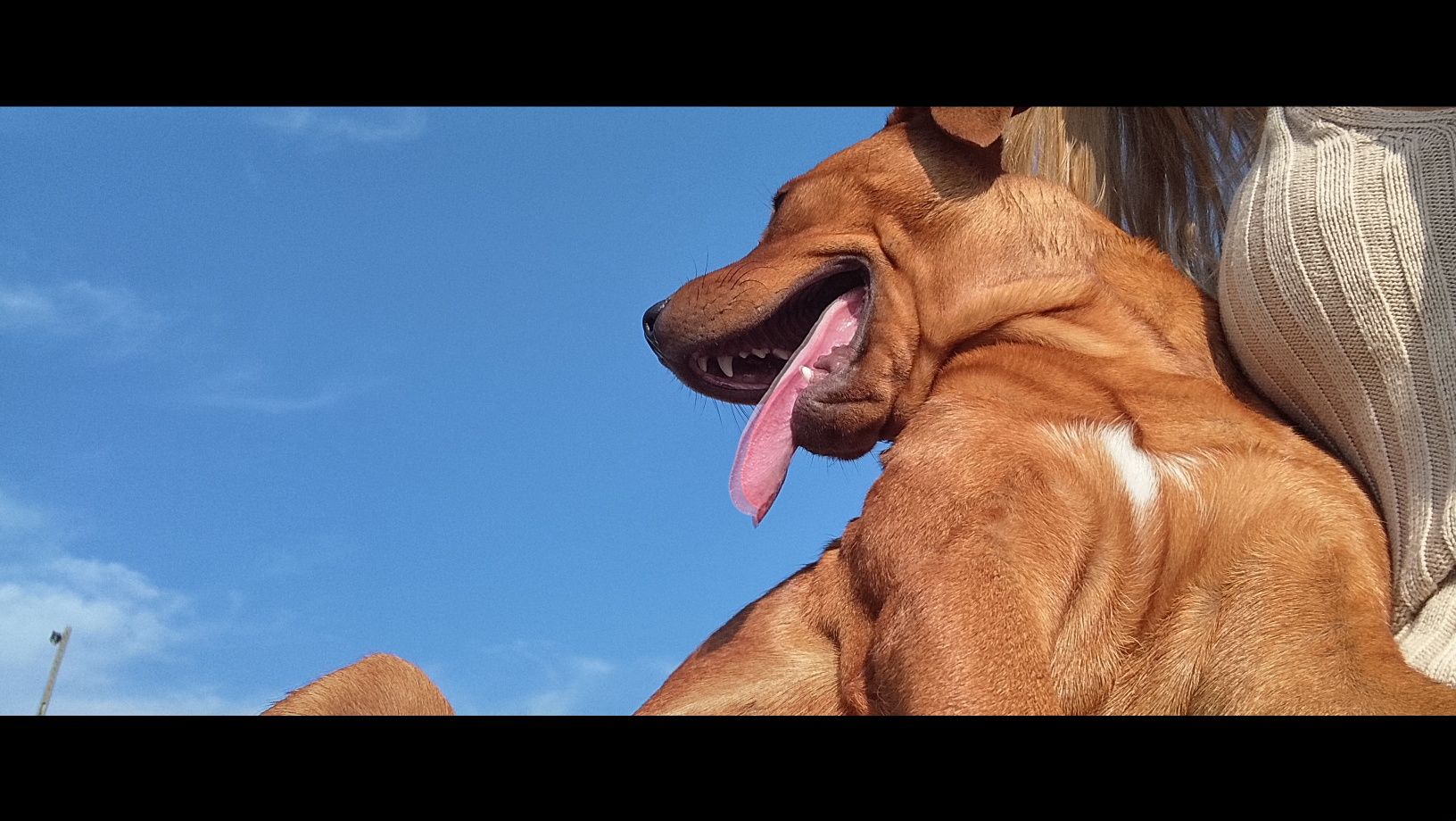 Cão para adopção