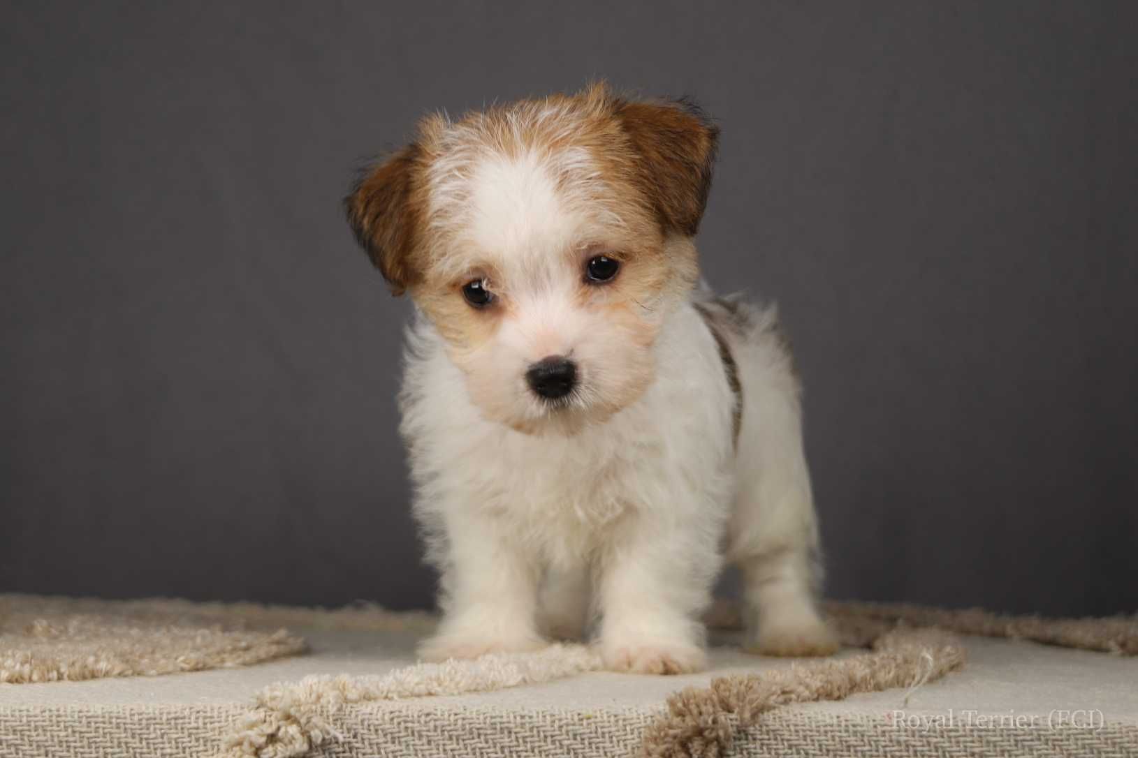 piesek Jack Russell terrier ZKWP/FCI szorstkowłosy