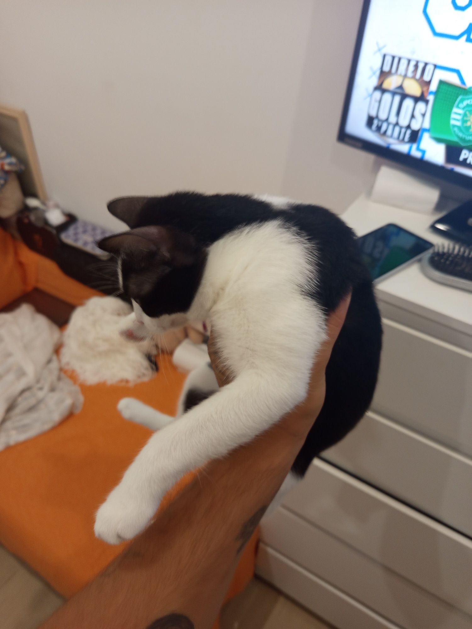 Dou um gato preto e uma gata preta e branca