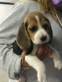 Vende-se Cachorro Beagle com Lop