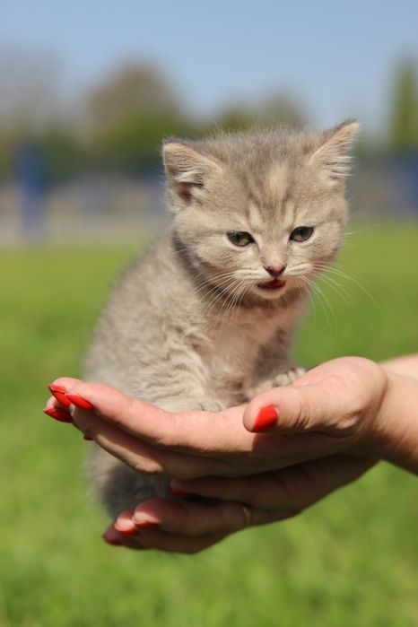 Кішечка, кошенята