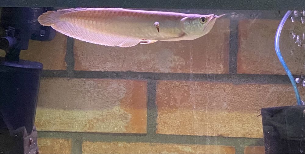 Arowana srebrna