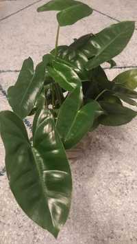 Philodendron Butle Marx Variegata - Rewersja