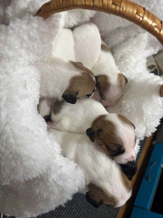 Продажа цуценят Джек Рассел тер'єр