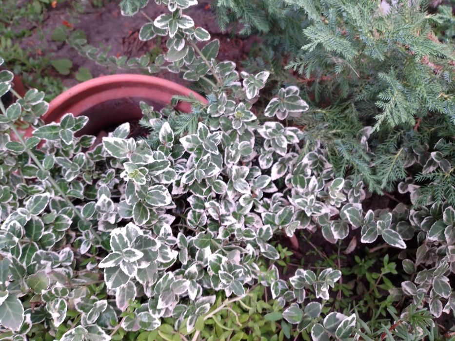 Бересклет форчуна плющ