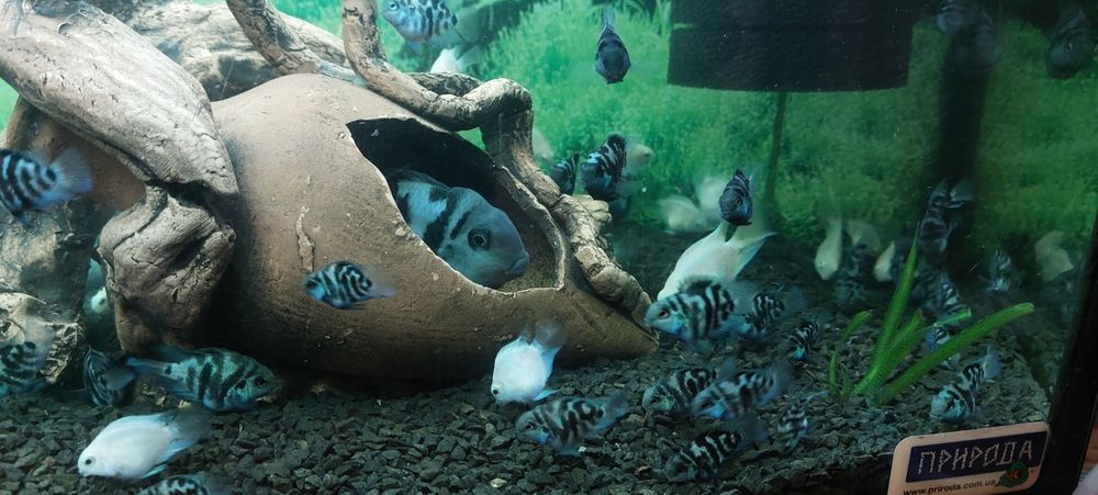 Попугай панда, Анцытрусы Рыбки Рибки