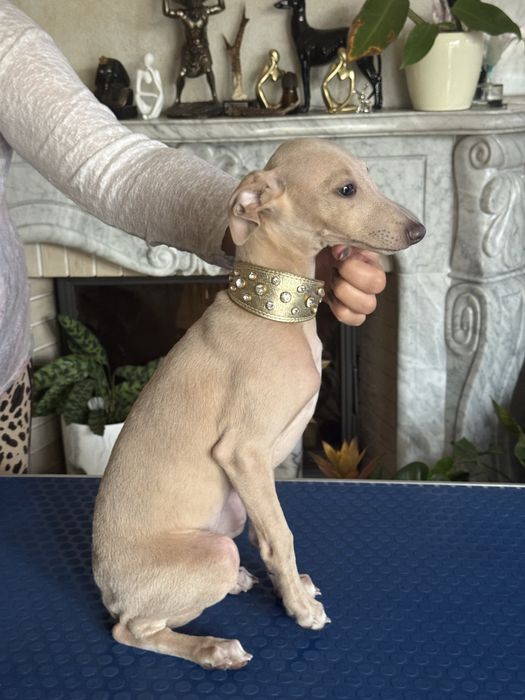 Charcik Włoski piesek