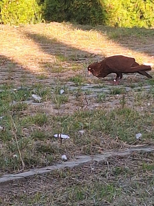 Stawaki polskie samiec rudy