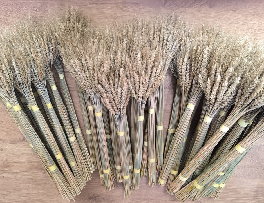 Колоски пшениці жита льон сухоцвіти для декору дідуха