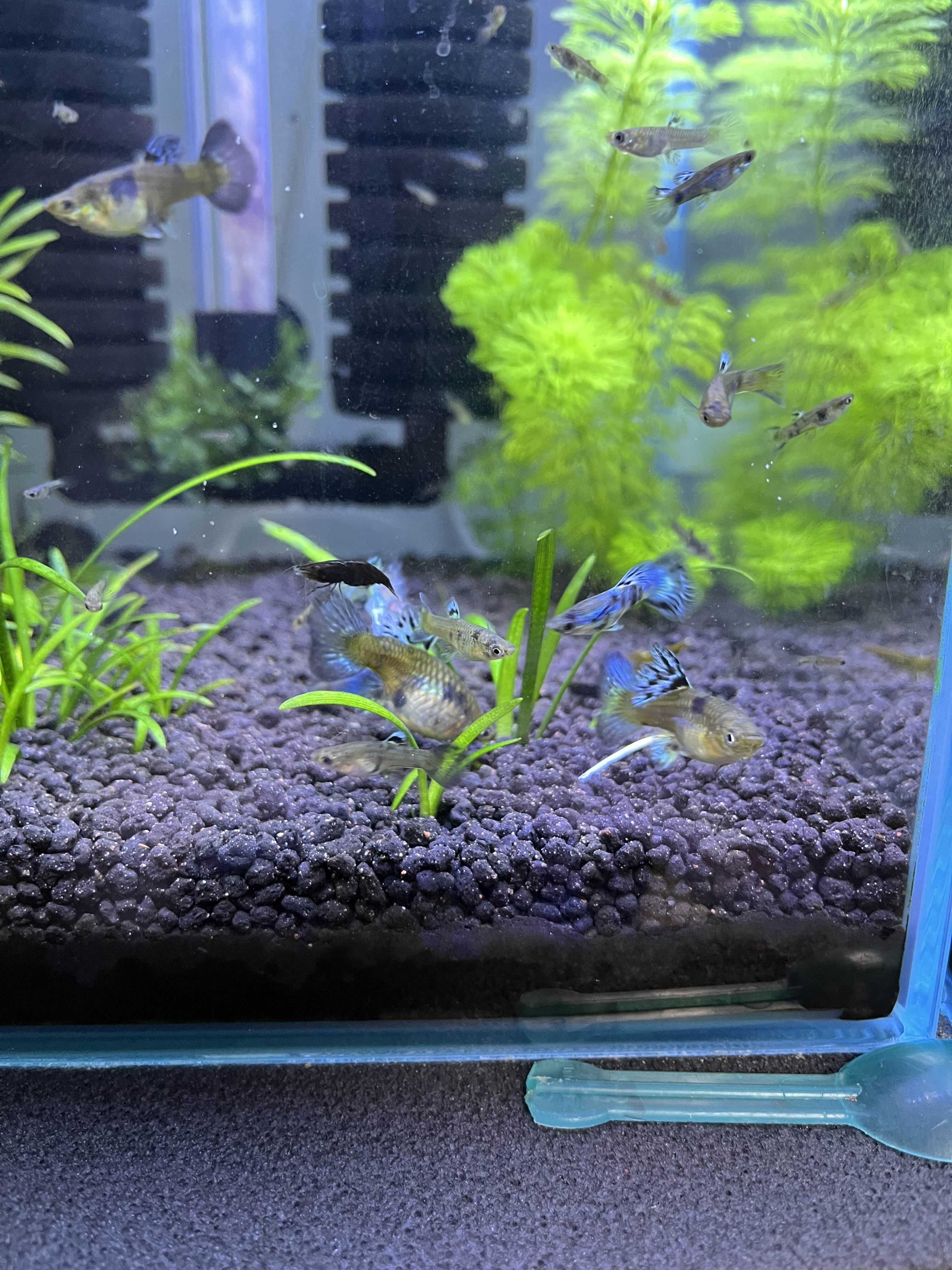 Gupiki Lazuri Tiger King Cobra