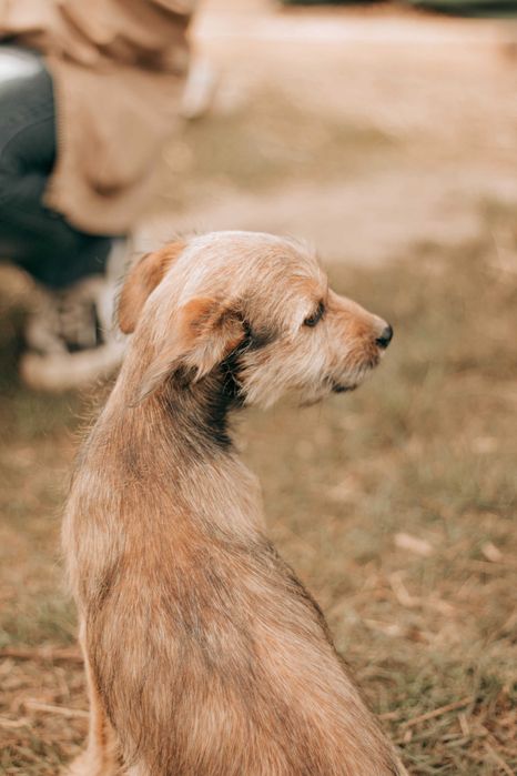 Charlie szczeniak szuka domu! | MASZ NOSA
