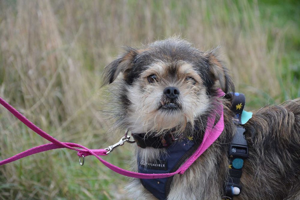 Okruszek - kudłaty, zawadiacki psiaczek szuka domku - adopcja.