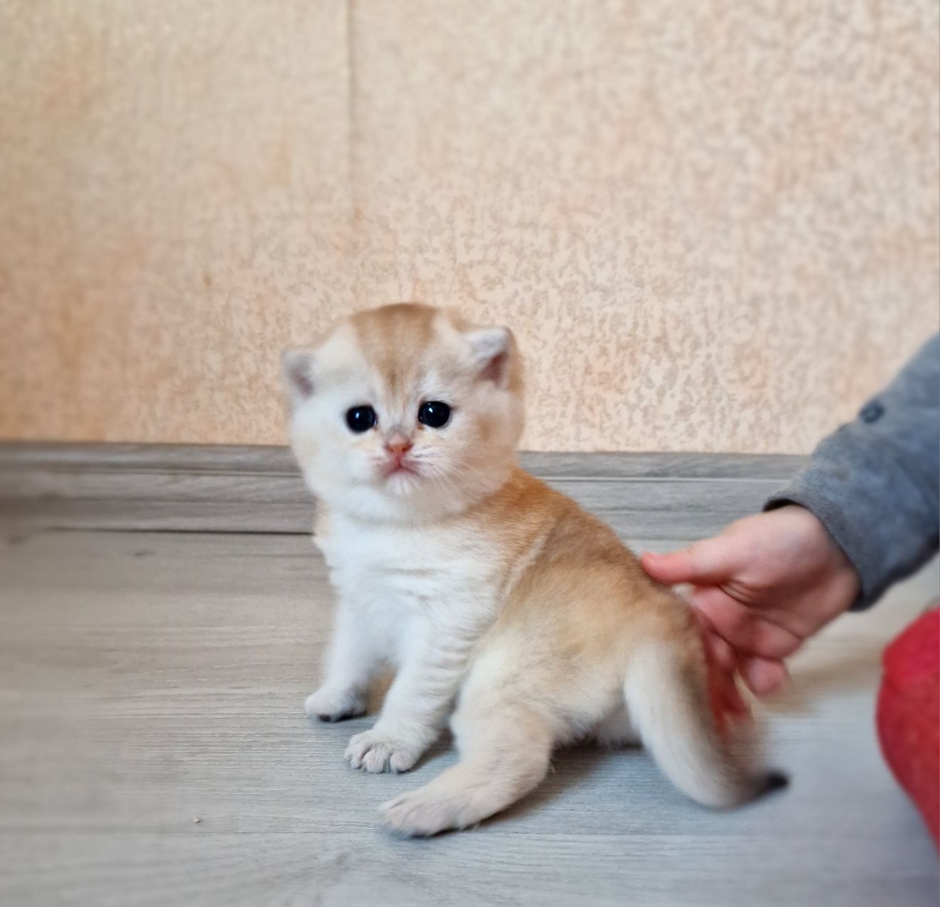 Розплідник Luxio Family пропонує дівчинку золоту шиншилу