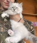 Ragdoll piekne, badania, prawdziwy rodowod