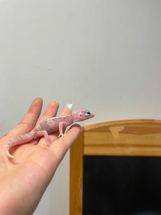 Gekon lamparci sklep zoologiczny Gruby Kocur