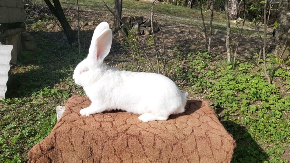 Кролики білий велетень