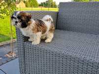 Shih tzu  suczka  mała