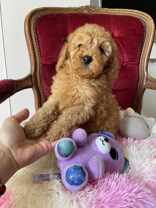 Pudel apricot suczka miniatura